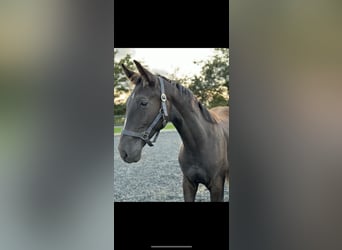 Danish Warmblood, Gelding, 2 years, 16,2 hh, Black