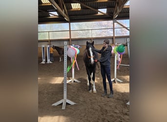 Danish Warmblood, Gelding, 3 years, 15.3 hh, Black