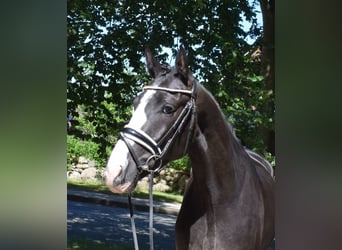 Danish Warmblood, Gelding, 3 years, 15.3 hh, Black