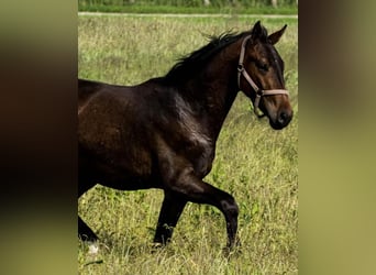 Danish Warmblood, Gelding, 3 years, 16,1 hh, Brown