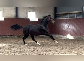 Danish Warmblood, Gelding, 3 years, 16,3 hh, Bay-Dark
