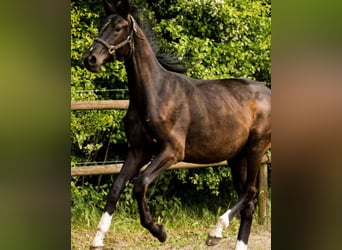 Danish Warmblood, Gelding, 3 years, 16,3 hh, Black