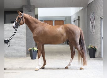 Danish Warmblood, Gelding, 3 years, Chestnut