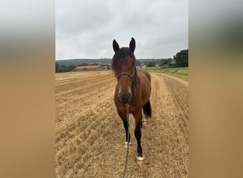 Danish Warmblood, Gelding, 4 years, 15,2 hh, Brown