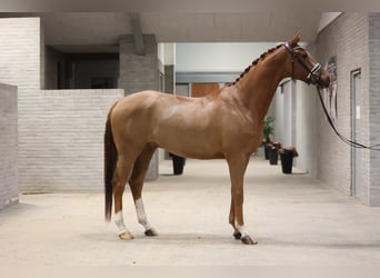 Danish Warmblood, Gelding, 4 years, 16,2 hh, Chestnut-Red