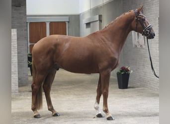 Danish Warmblood, Gelding, 4 years, 16.2 hh