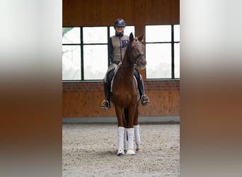 Danish Warmblood, Gelding, 4 years, 16,1 hh, Chestnut-Red