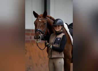 Danish Warmblood, Gelding, 4 years, 16,1 hh, Chestnut-Red