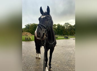 Danish Warmblood, Gelding, 4 years, 16,2 hh, Black