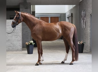 Danish Warmblood, Gelding, 4 years, 16,2 hh, Chestnut-Red