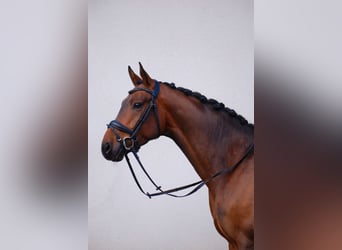 Danish Warmblood, Gelding, 4 years