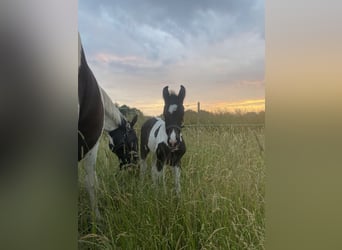 Danish Warmblood Mix, Gelding, 5 years, 15.1 hh, Pinto