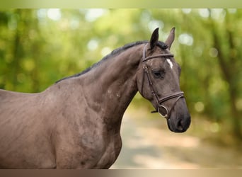 Danish Warmblood, Gelding, 5 years, 16,1 hh