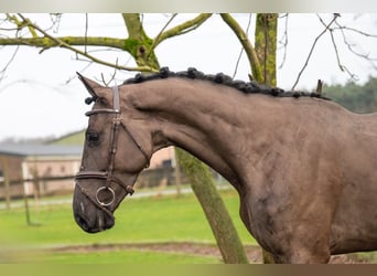 Danish Warmblood, Gelding, 5 years, 16,1 hh