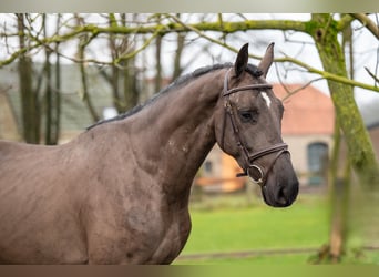 Danish Warmblood, Gelding, 5 years, 16,1 hh