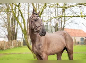 Danish Warmblood, Gelding, 5 years, 16,1 hh