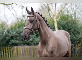 Danish Warmblood, Gelding, 5 years, 16,1 hh