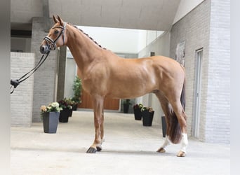 Danish Warmblood, Gelding, 5 years, 16.2 hh, Chestnut-Red