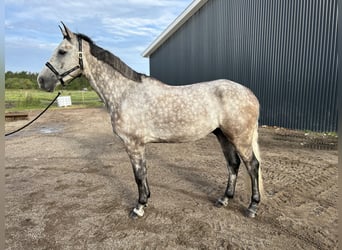 Dänisches Warmblut, Wallach, 5 Jahre, 16,3 hh, Schimmel