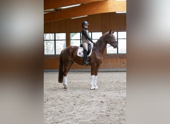 Danish Warmblood, Gelding, 5 years, 16,1 hh, Chestnut-Red