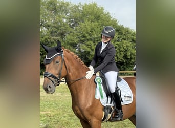 Danish Warmblood, Gelding, 5 years, 16,2 hh, Chestnut-Red