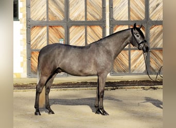 Danish Warmblood, Gelding, 5 years, 17 hh, Grey