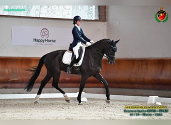 Danish Warmblood, Gelding, 5 years, Bay-Dark