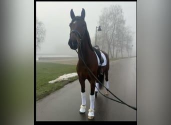 Danish Warmblood, Gelding, 5 years, Brown