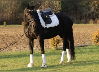 Danish Warmblood, Gelding, 5 years