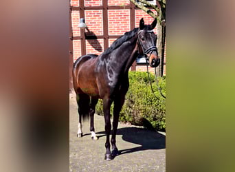 Danish Warmblood, Gelding, 6 years, 16.1 hh, Bay-Dark