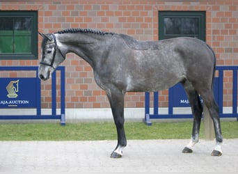 Danish Warmblood, Gelding, 6 years, 16.1 hh, Gray-Dapple