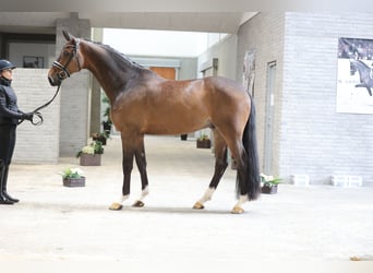 Danish Warmblood, Gelding, 6 years, 16.2 hh, Bay