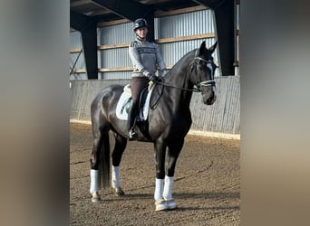 Danish Warmblood, Gelding, 6 years, 16.2 hh, Black