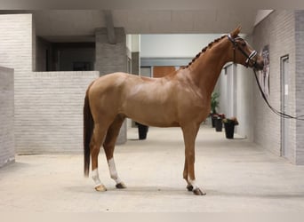 Danish Warmblood, Gelding, 6 years, 16.2 hh, Chestnut-Red