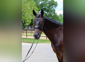 Danish Warmblood, Gelding, 6 years, 16.3 hh, Bay-Dark
