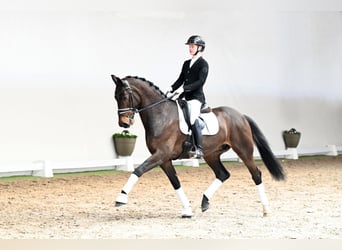 Danish Warmblood, Gelding, 6 years, 16.3 hh, Brown