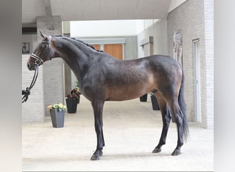 Danish Warmblood, Gelding, 6 years, 16,3 hh, Brown