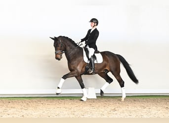 Danish Warmblood, Gelding, 6 years, 16,3 hh, Brown