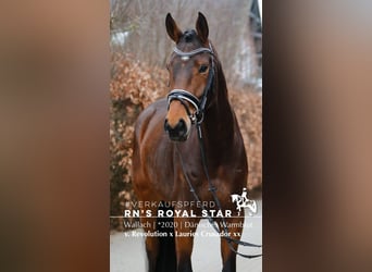 Danish Warmblood, Gelding, 6 years, 16,3 hh, Brown