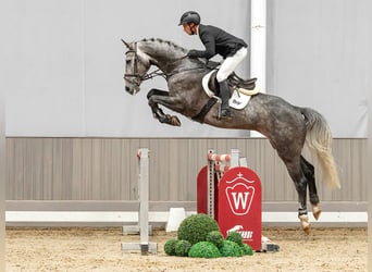 Danish Warmblood, Gelding, 6 years, 17.1 hh, Grey