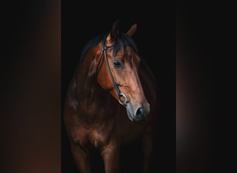 Danish Warmblood, Gelding, 6 years, 17 hh, Brown