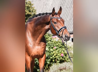 Danish Warmblood, Gelding, 6 years, 17 hh, Brown