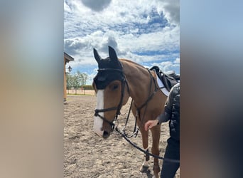 Danish Warmblood, Gelding, 6 years, 17,2 hh, Chestnut