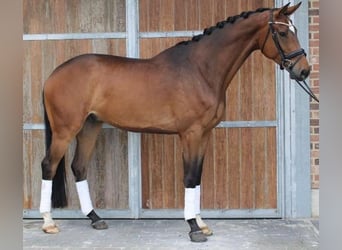 Danish Warmblood, Gelding, 7 years, 16.2 hh, Bay-Dark