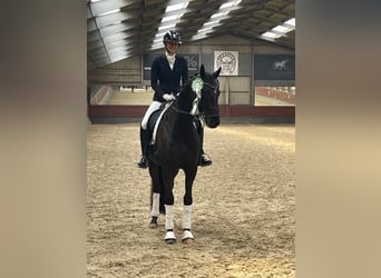 Danish Warmblood, Gelding, 7 years, 16 hh, Black