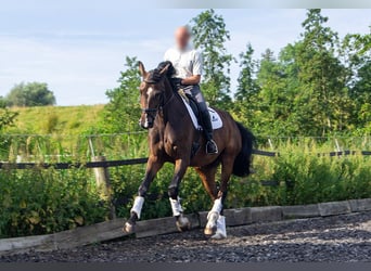 Dänisches Warmblut, Wallach, 7 Jahre, 17,3 hh, Brauner