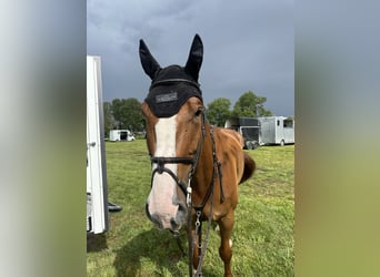 Danish Warmblood, Gelding, 7 years, 17,2 hh, Chestnut