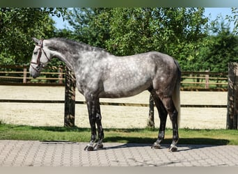 Danish Warmblood, Gelding, 7 years, Gray