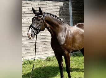 Danish Warmblood, Gelding, 8 years, 16.1 hh, Black