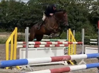 Danish Warmblood, Gelding, 8 years, 16,3 hh, Brown